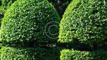 Gardening & Horticultural Services